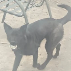 German Shepard mix