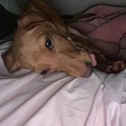 Miniature Dachshund