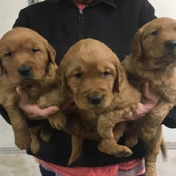 AKC Golden Retriever Pups