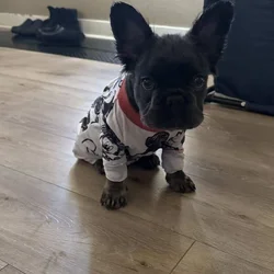 Male Frenchie For Sale