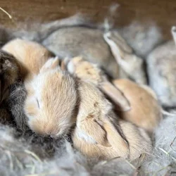 Flemish Giant Rabbits