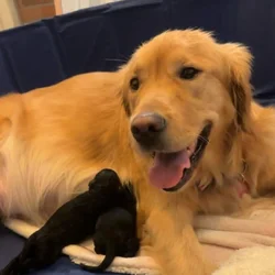 Golden Doodles