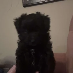 Pompoo