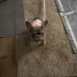 7 month female Frenchie