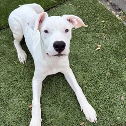 Dogo Argentino puppy