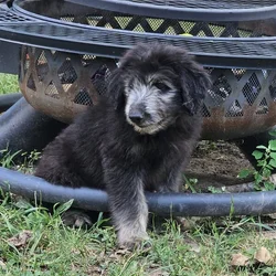 Little Bear, male German Aussiedoodle