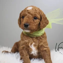 F1 Mini GoldenDoodle