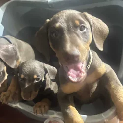 Purebred Doberman Puppies