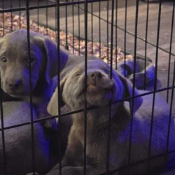 Pure Bred English Labs - Silver