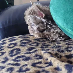Fluffy (floodle) French Bulldog