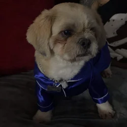 Male (registered) Shih Apso for stud!