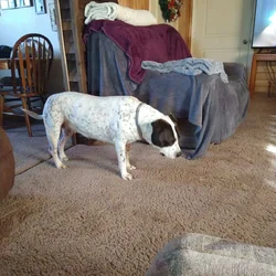 American bulldogs