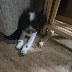 4/1/2025-Puppy