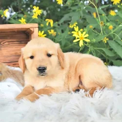 Golden Retriever Puppy Marshall