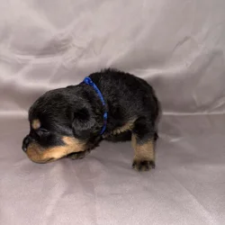 Rottweiler Puppies