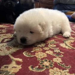Chow Chow Samoyed Puppies