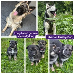 Gerberian Shepsky Pups