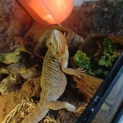 Female Bearded Dragon
