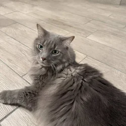 Noon the Cat