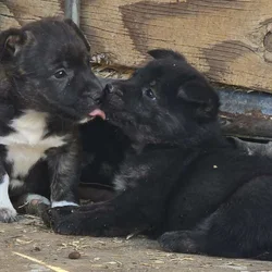 Corgi catahoula mix puppies