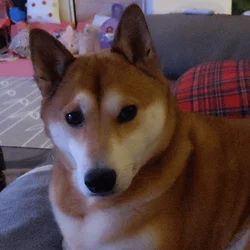 Shiba Inu