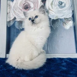 Ragdoll TICA Kittens Champion father $1000