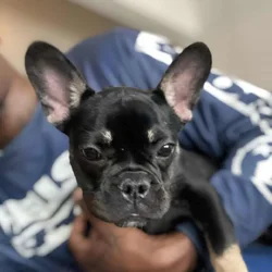 Girl Frenchie for sale