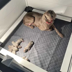 AKC Weimarners
