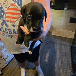 Free puppies to a good home