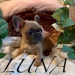 Adorable Purebred Frenchie Pups
