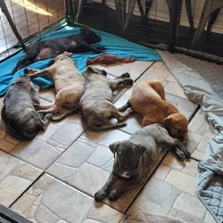 8 weeks Pitbull/Black Lab Mix puppies