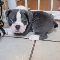English bulldog puppies