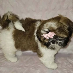 Shihtzu puppies