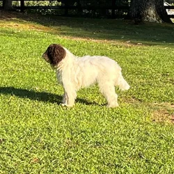 8-Month Old Female Labradoodle for Sale