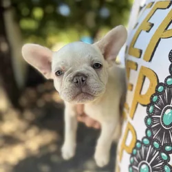 Frenchbull dog puppies