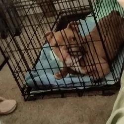 tri colored pocket bully