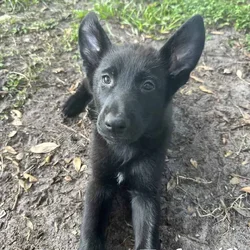 German Shepherd Puppy: Tufty!