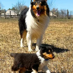 Rough Scotch Collies