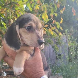 Purebred Beagle Puppies