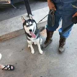 Siberian Husky