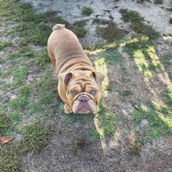 English Bulldog