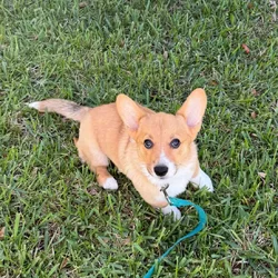 Corgi 10 months old