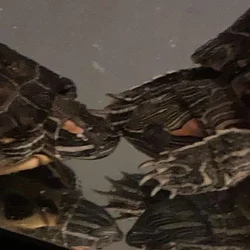 Free turtles