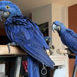 DNA tested fertile hyacinth macaw bonded pair