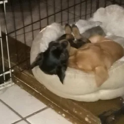 pure bread 5 min pin puppies need homes