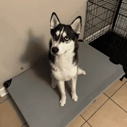 1 Year old husky.