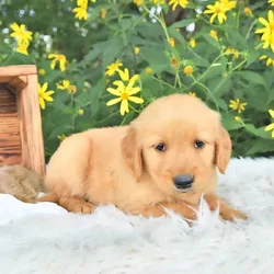 Golden Retriever puppy Major