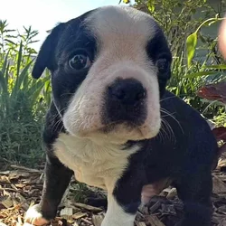 Boston Terrier Puppies