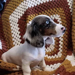 For Sale Miniature CKC Dachshunds Puppies
