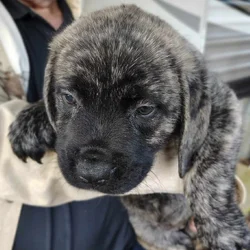 American mastiff brindle female puppies